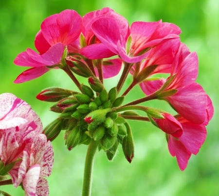 Red pelargonium (pelargonium hortorum) on a green background.の写真素材