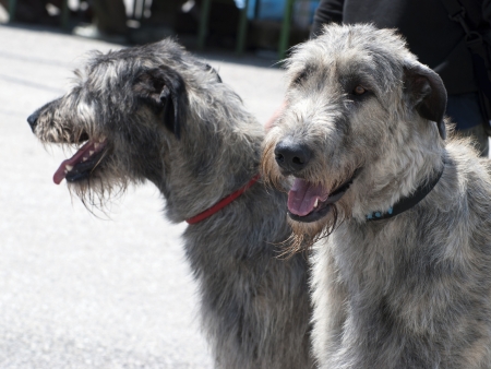 Pair of irish wolfhound dogs.の写真素材