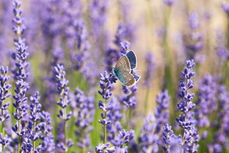 Colorful butterfly resting on lavender flowers.の写真素材