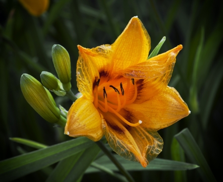 Beautiful lily flower in garden.の写真素材