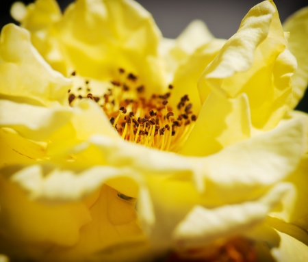 Petals and pistils in a yellow rose.の写真素材
