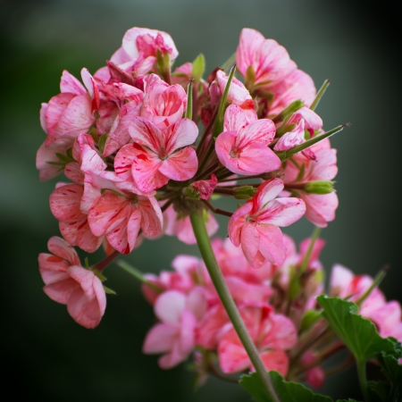 Detail of a pink flowering pelargonium.の写真素材