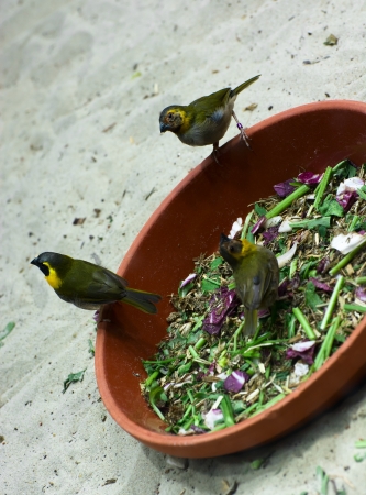 Hungry birds are fed at bowl.の写真素材
