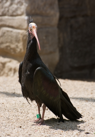 Northern bald ibis (Geronticus eremita).の写真素材