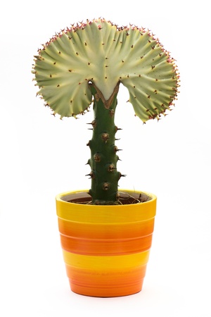 Euphorbia lactea cristata in a colorful flowerpot isolated on white background.の写真素材