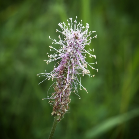 Closeup of tiny summer wildflowers.の写真素材