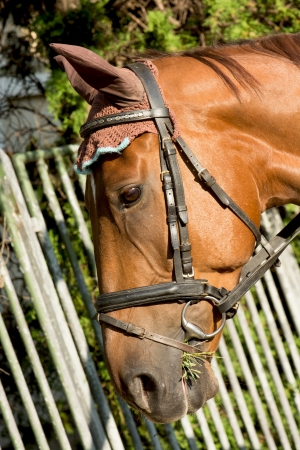 Head of a brown or chestnut horse.の写真素材