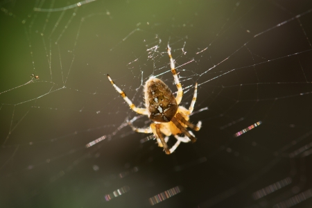 Garden cross spider (Aradeus diadematus) on the spiderweb.の写真素材