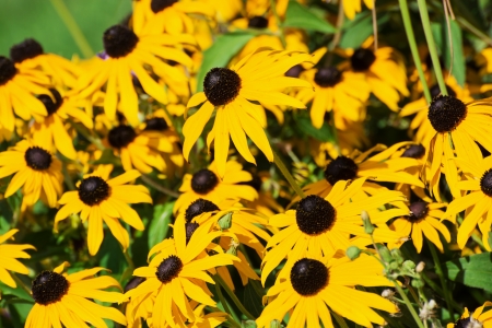 Yellow zinnia flowers in a flowerbed.の写真素材