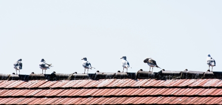 Seagulls standing in a row on a roof top.の写真素材
