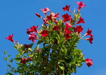 Red flowers under a blue sunny sky.の写真素材