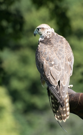 Saker falcon (Falco cherrug) perched on the glove.の写真素材