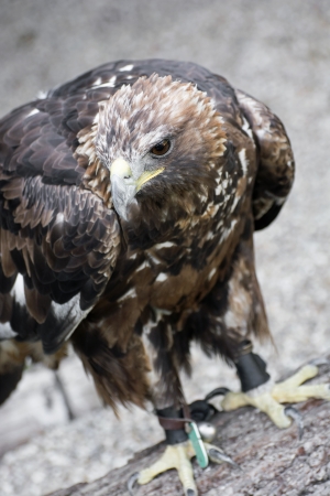 Portrait of a Golden eagle (Aquila chrysaetos). Focus is on the head.の写真素材