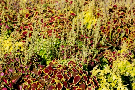 Autumn garden full of ornamental plants.の写真素材