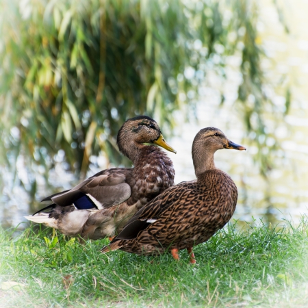 Pair of wild mallard ducks by the pond.の写真素材