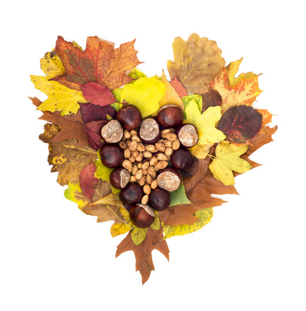 Autumn heart of horse-chestnuts and hazelnuts lying on colorful leaves. Isolated object.の写真素材