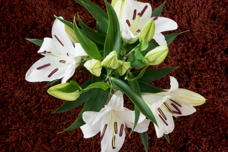 Bouquet of blooming white lilies on a claret carpet background.の写真素材