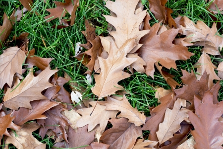Autumn brown oak leaves fallen on a green grass.の写真素材
