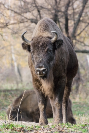 Male European bison (Bison bonasus) in the forest.の写真素材