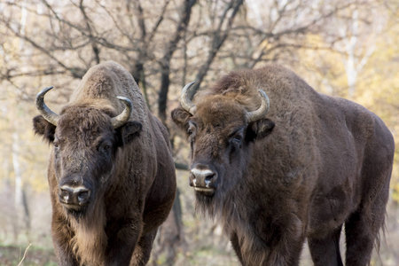 Two wild European bison or Wisent (Bison bonasus) in autumn deciduous forest.の写真素材
