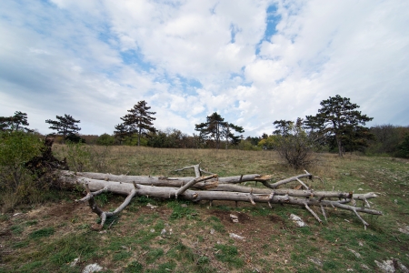 Old dead tree lying on the meadow.の写真素材