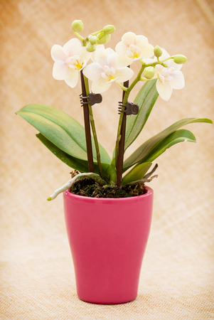 Orchid flowers in a red flowerpot.の写真素材