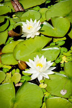 Lake in the garden is covered with blossoming water lilies.の写真素材