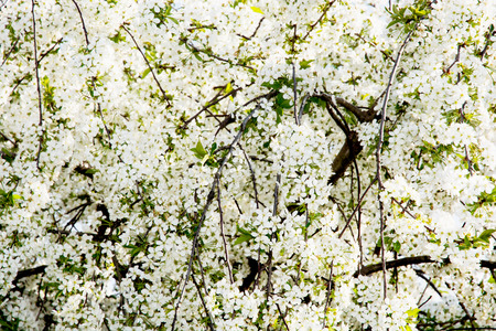 Background of the flowering cherry tree.の写真素材