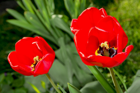 Blooming red tulips in the spring garden.の写真素材
