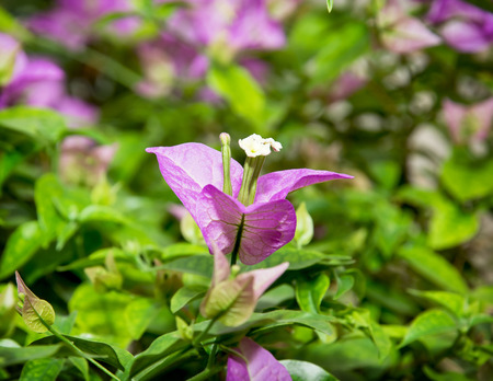 Purple flowers of bougainvillea plant in a spring garden.の写真素材