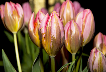Close up of tulips Pretty Princess.の写真素材