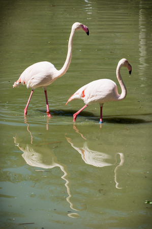 Greater flamingo (Phoenicopterus ruber roseus). Pair of flamingos wading in water.の写真素材