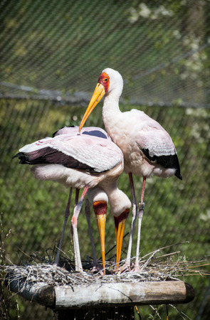 Group of Yellow-billed stork (Mycteria ibis) in captivity.の写真素材