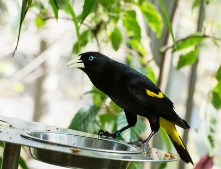Yellow-rumped cacique (Cacicus cela) is fed from the bowl.の写真素材