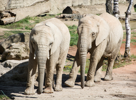 Pair of African bush elephants (Loxodonta africana).の写真素材