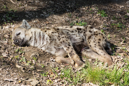 Spotted hyena (Crocuta crocuta) sleeping on the ground.の写真素材