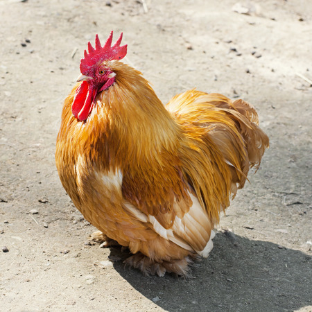 Portrait of a one Domestic fowl  (Gallus gallus domesticus).の写真素材