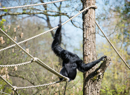 The siamang (Symphalangus syndactylus) is a tailless, arboreal, black-furred gibbon native to the forests of Malaysia, Thailand, and Sumatra.の写真素材