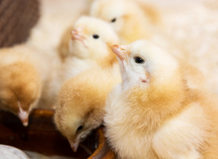 Group of yellow cute chicks. Poultry farming.の写真素材