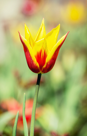 Single red-yellow tulip in the spring garden. Natural theme.の写真素材