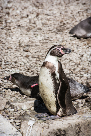 The Humboldt penguin (Spheniscus humboldti), also termed Peruvian penguin or Patranca. Pair of penguins.の写真素材