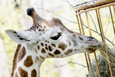 Rothschild's giraffe (Giraffa camelopardalis rothschildi) is one of the most endangered giraffe subspecies, with only a few hundred members in the wild.の写真素材