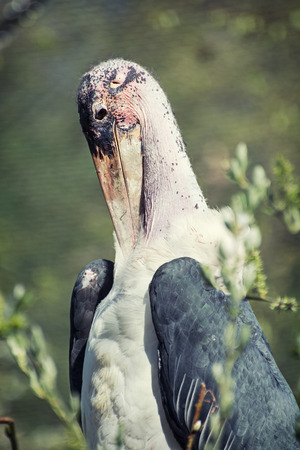 One Marabou stork (Leptoptilos crumeniferus). Vertical composition.の写真素材