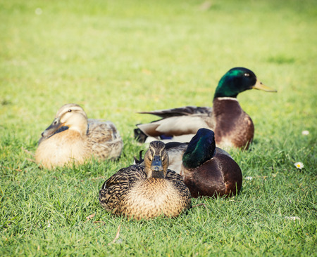 Small group of mallard ducks on the green lawn.の写真素材
