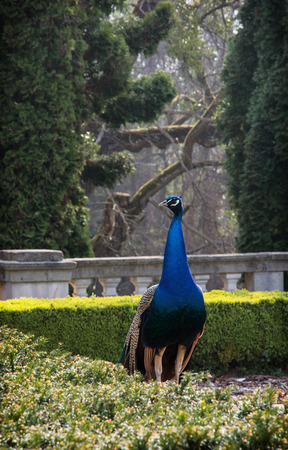 Peacock (Pavo cristatus) walks in the garden. Natural theme.の写真素材