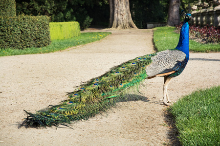 Beautiful Peacock (Pavo cristatus) posing in the castle garden.の写真素材