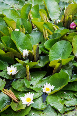 Beautiful blooming water lilies in the summer garden.の写真素材