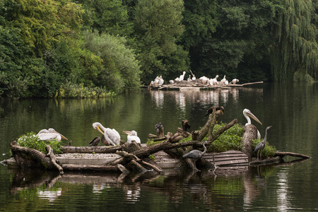Large group of waterfowl on the lake. Great white pelican (Pelecanus onocrotalus), Cormorants and Grey heron (Ardea cinerea).の写真素材