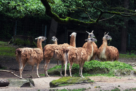 The Guanaco (Lama guanicoe) is a camelid native to South America.の写真素材