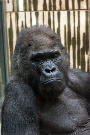 gorilla sad expression.